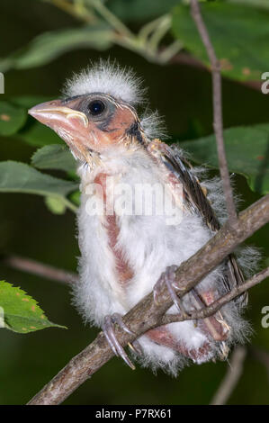 Fledgling of Rose-breasted grosbeak (Pheucticus ludovicianus) perching in a bush, Iowa, USA Stock Photo