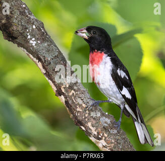 Male Rose-breasted grosbeak (Pheucticus ludovicianus), Iowa, USA Stock Photo