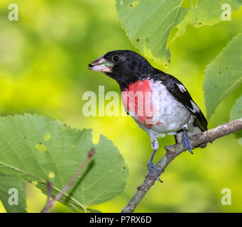 Male Rose-breasted grosbeak (Pheucticus ludovicianus), Iowa, USA Stock Photo