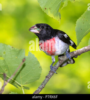 Male Rose-breasted grosbeak (Pheucticus ludovicianus), Iowa, USA Stock Photo