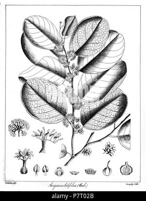 Anogeissus latifolia . 1873 23 Anogeissus latifolia Govindoo Stock Photo