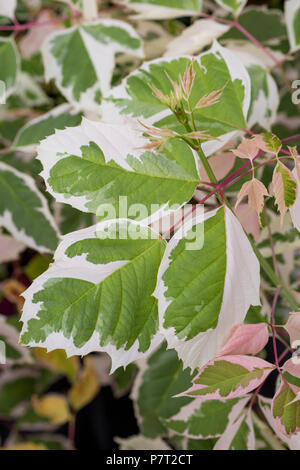 Acer negundo 'Flamingo' Stock Photo