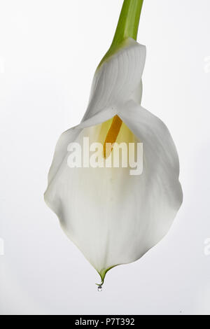 A close-up of a white Calla Lily, stamen visible Stock Photo