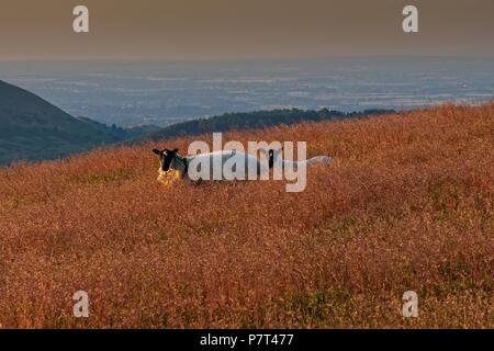 Sheep on Hope Bowdler Hill, near Church Stretton, Shropshire Stock Photo