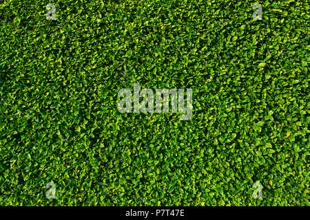 Natural green leaves wall background Stock Photo