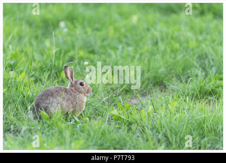 rabbit in a pasture Stock Photo