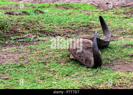 Buffalo trophy on ground close Stock Photo