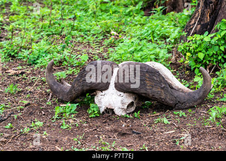 Buffalo trophy on ground close Stock Photo