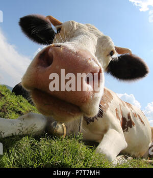 big nose cow photographed by fisheye lens Stock Photo - Alamy