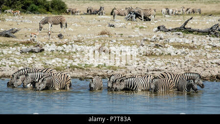 Burchell Zebra herd drinking in Okaukuejo waterhole in Etosha, Namibia.  Equus quagga burchellii Stock Photo