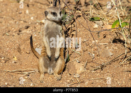 Meercat or Suricat - Suricata suricatta majoriae - sitting up in sandy desert, watching for predators. Stock Photo