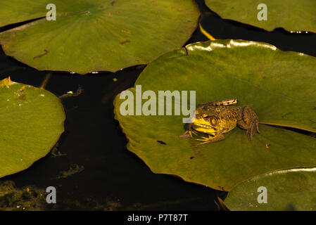 Green Frog (Rana clamitans) Stock Photo