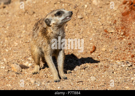 Meercat or Suricat - Suricata suricatta majoriae - sitting in sandy desert. Stock Photo
