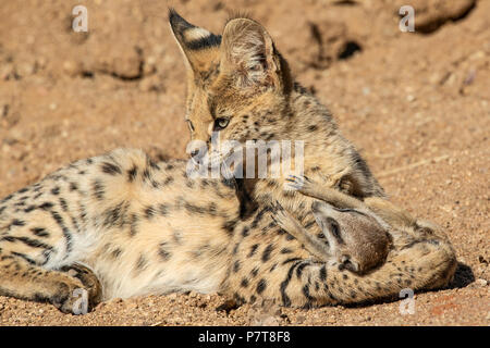 Serval - Leptailurus serval- with Meercat (Suricat) Suricata suricatta majoriae.Meercata are prey to Servals but these 2 were rescued together Stock Photo