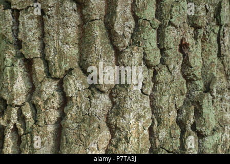 old oak bark texture background selective focus Stock Photo