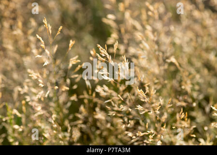 blades of dry grass macro selective focus Stock Photo