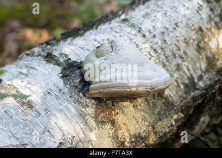hub mushroom on birch tree trunk  macro Stock Photo