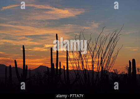 Saguaro Cactus (Carnegiea gigantea) silhouetted against the sunset in Saguaro National Park, Arizona, United States. Stock Photo