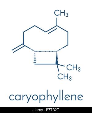 Caryophyllene molecule. Constituent of multiple herbal essential oils, including clove oil. Skeletal formula. Stock Vector
