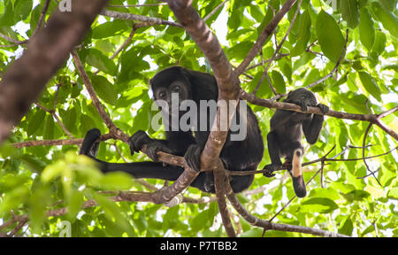 Mother howler monkey sits in a mango tree with her baby Stock Photo