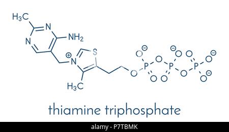 Thiamine triphosphate molecule. Skeletal formula. Stock Vector