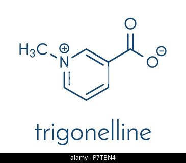 Trigonelline molecule. Metabolite of niacin (vitamin B3) but also found in a number of plants, including fenugreek. Skeletal formula. Stock Vector