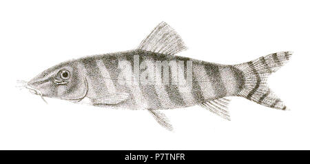 The species names / identity need verification - original names from plate are included here. The original plates showed the fishes facing right and have been flipped here. Botia dario . 1878 53 Botia dario Day 154 Stock Photo