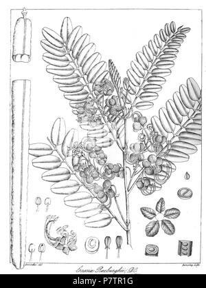 Cassia roxburghii . 1873 62 Cassia roxburghii Govindoo Stock Photo