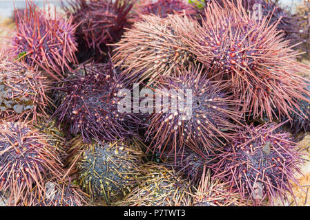 Close-up pile of  live red sea urchins fresh caught from Pacific Ocean Stock Photo