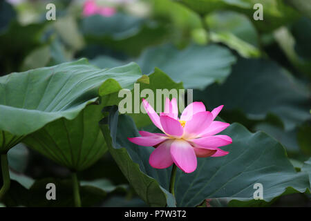 Huai'an, China's Jiangsu Province. 8th July, 2018. Photo shows the lotus flower in Laozishan Town of Huai'an, east China's Jiangsu Province, July 8, 2018. Credit: Wan Zhen/Xinhua/Alamy Live News Stock Photo