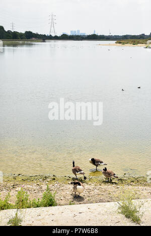 Walthamstow Wetlands, London, UK. 8th July 2018. Warm and sunny at the Walthamstow Wetlands reservoirs. Credit: Matthew Chattle/Alamy Live News Stock Photo