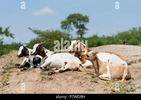 Goats, (Capra aegagrus hircus) domesticated, Goat Stock Photo