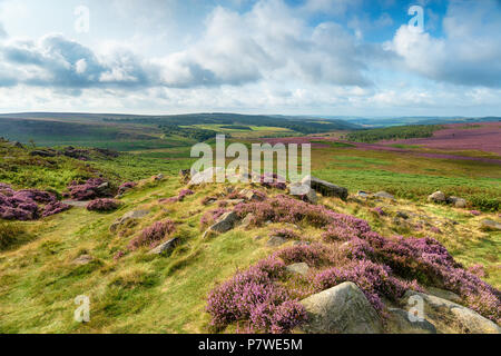 Summer heather at Carl Wark hill fort in the Derbyshire Peak District Stock Photo