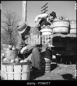 USA, Monteagle/TN: Menschen; Männer beim Abladen von Äpfeln. from 1936 until 1938 86 CH-NB - USA, Monteagle-TN- Menschen - Annemarie Schwarzenbach - SLA-Schwarzenbach-A-5-10-163 Stock Photo