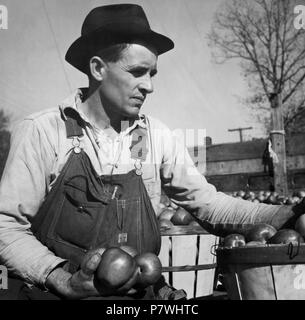 USA, Monteagle/TN: Menschen; Mann beim Verladen von Äpfeln. from 1936 until 1938 86 CH-NB - USA, Monteagle-TN- Menschen - Annemarie Schwarzenbach - SLA-Schwarzenbach-A-5-10-169 Stock Photo