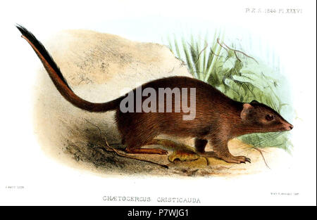 Chætocercus cristicauda = Dasycercus cristicauda (Krefft, [1867]) English: Crest-tailed Mulgara . 1866 (published 1867) 88 ChaetocercusCristicaudaSmit Stock Photo