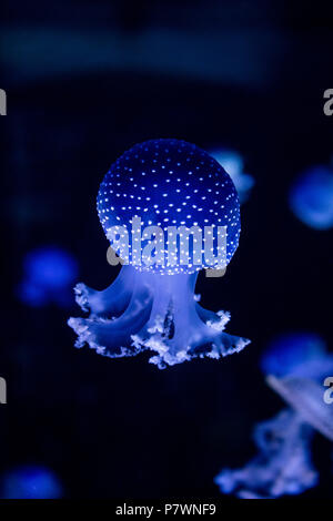 Blue floating bell in aquarium Stock Photo