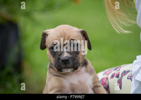 Bulldog puppy Stock Photo