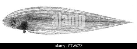 The species names / identity need verification. The original plates showed the fishes facing right and have been flipped here. Cynoglossus lingua . 1878 101 Cynoglossus lingua Suzini 96 Stock Photo