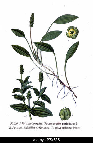 350 Potamogeton perfoliatus L., P. polygonifolius Pourr. Stock Photo