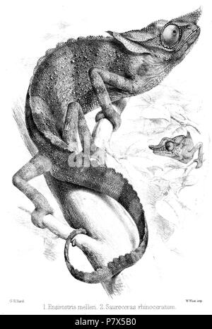 Meller's chameleon (Trioceros melleri Stock Photo Alamy