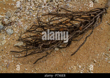 Advertising, Travel, Vacation and Holiday Concept - The old and dry coconut flower branches washed on a sandy beach Stock Photo