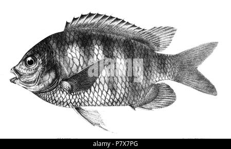 The species names / identity need verification. The original plates showed the fishes facing right and have been flipped here. Glyphidodon septemfasciatus . 1878 173 Glyphidodon septemfasciatus Day 81 Stock Photo