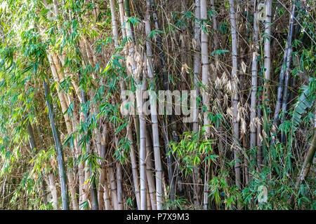 Bamboo Stock Photo