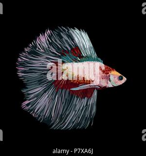 Betta splendens, Siamese fighting fish, on black background, vector illustration Stock Vector
