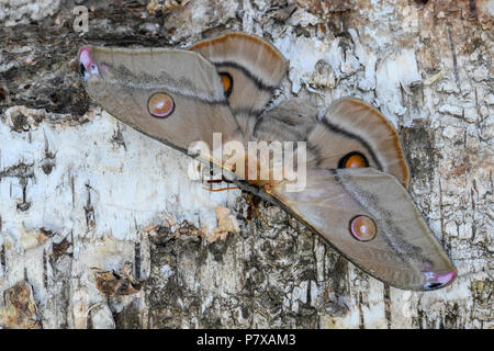 Emperor Gum Moth - Opodiphthera eucalypti, beautiful large moth from Australian forests. Stock Photo
