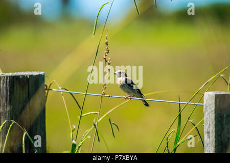 Little bird sits on wire fence in meadow Stock Photo