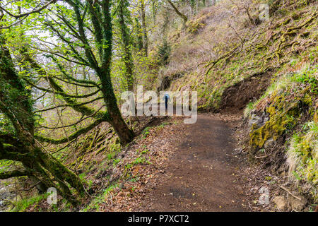 A walker on the ancient woodland cliffside walk between Tobermory and Rubha nan Gall lighthouse, Isle of Mull, Argyll and Bute, Scotland, UK Stock Photo