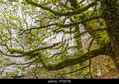 Ancient sycamore trees with branches covered with moss and ferns on cliffs outside Tobermory; Isle of Mull; Argyll and Bute; Scotland; UK Stock Photo