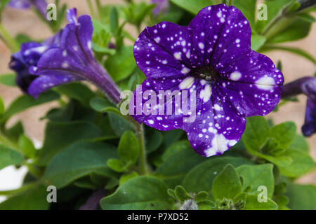 Beautiful macro of surfinia or petunia night sky Stock Photo